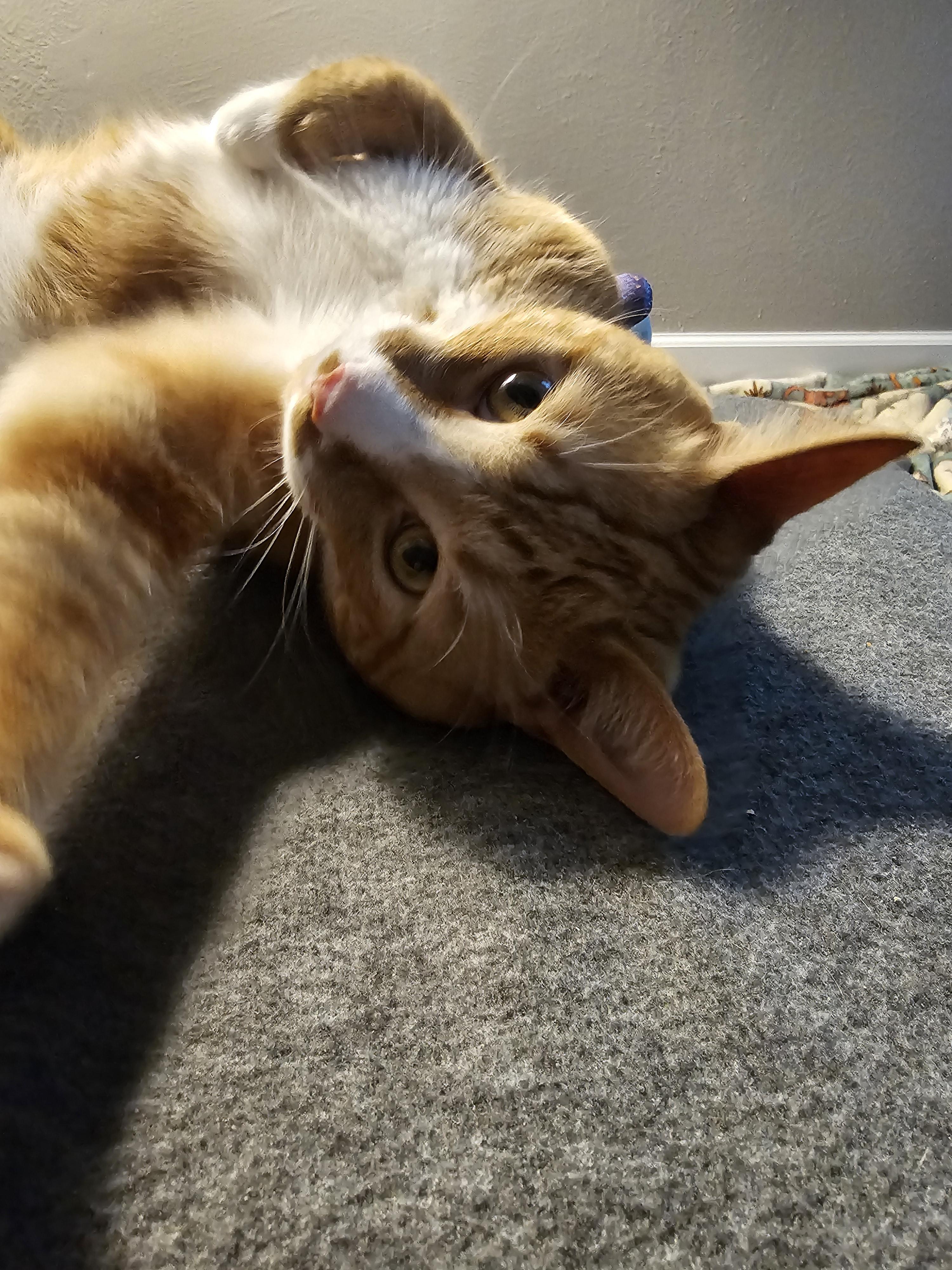 Enlarge Morris, a Adoptable Domestic Short Hair in Toledo, OH image 3/4