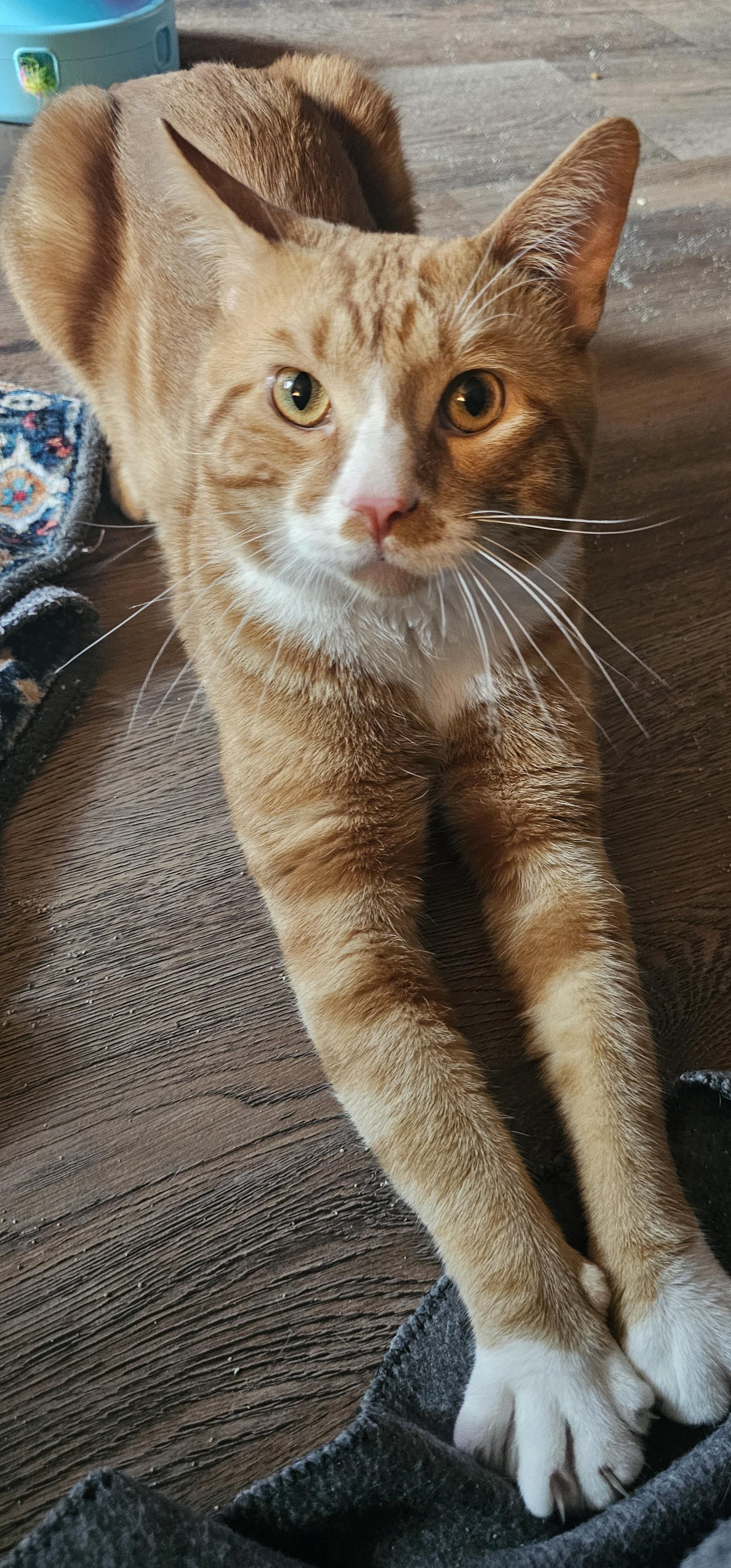 Enlarge Morris, a Adoptable Domestic Short Hair in Toledo, OH image 2/4