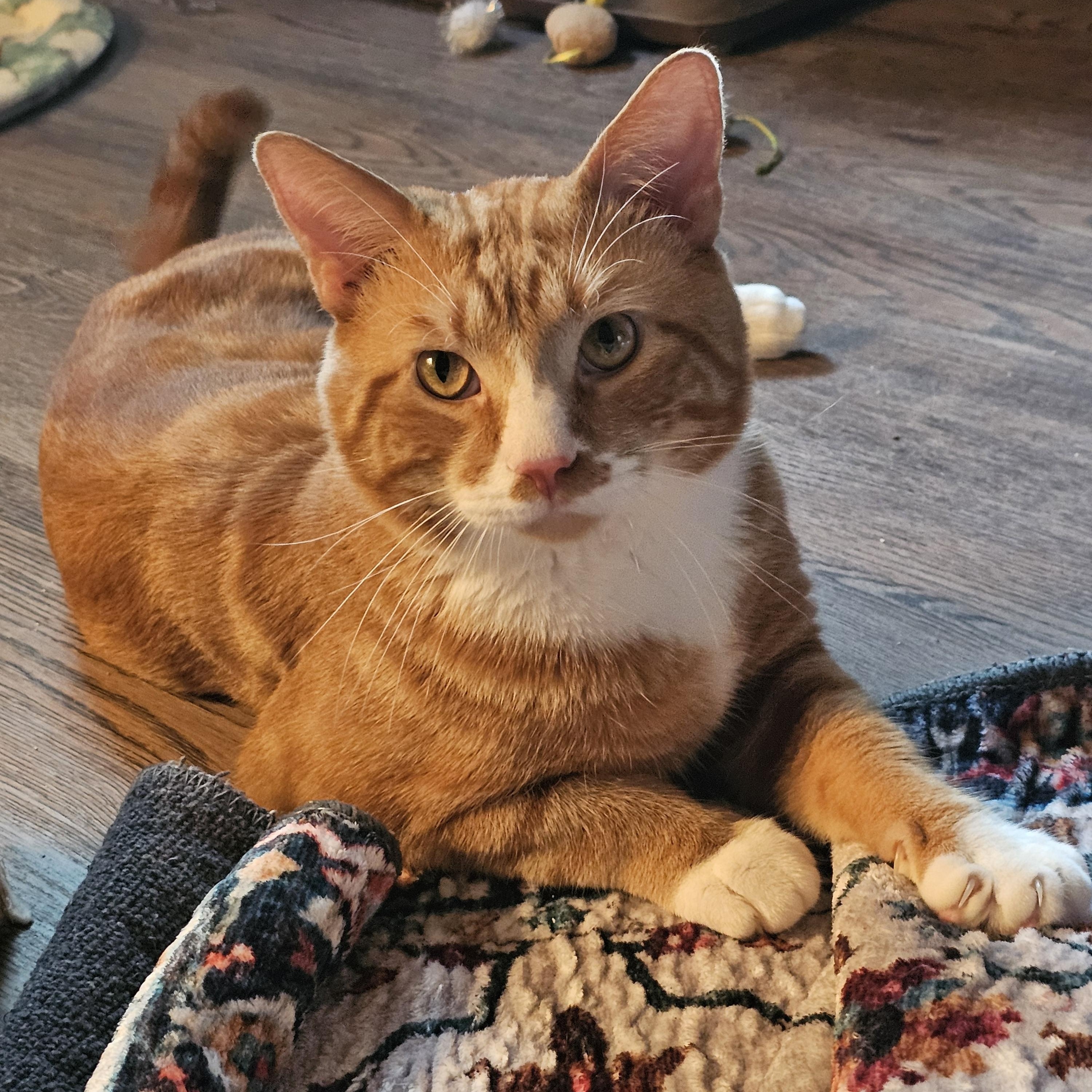 Morris, Adoptable, Young Male Domestic Short Hair.