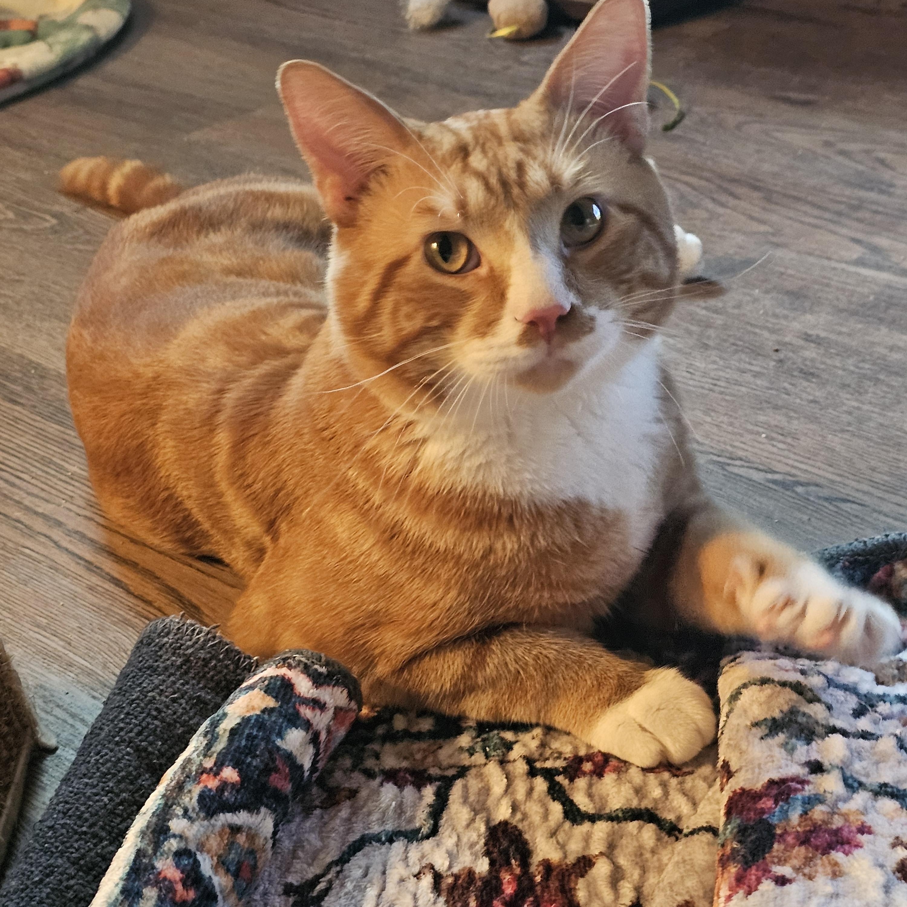 Enlarge Morris, a Adoptable Domestic Short Hair in Toledo, OH image 4/4