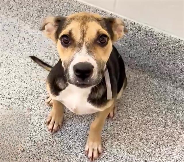MAGGIE, Adoptable, Young Female Beagle & Mixed Breed.