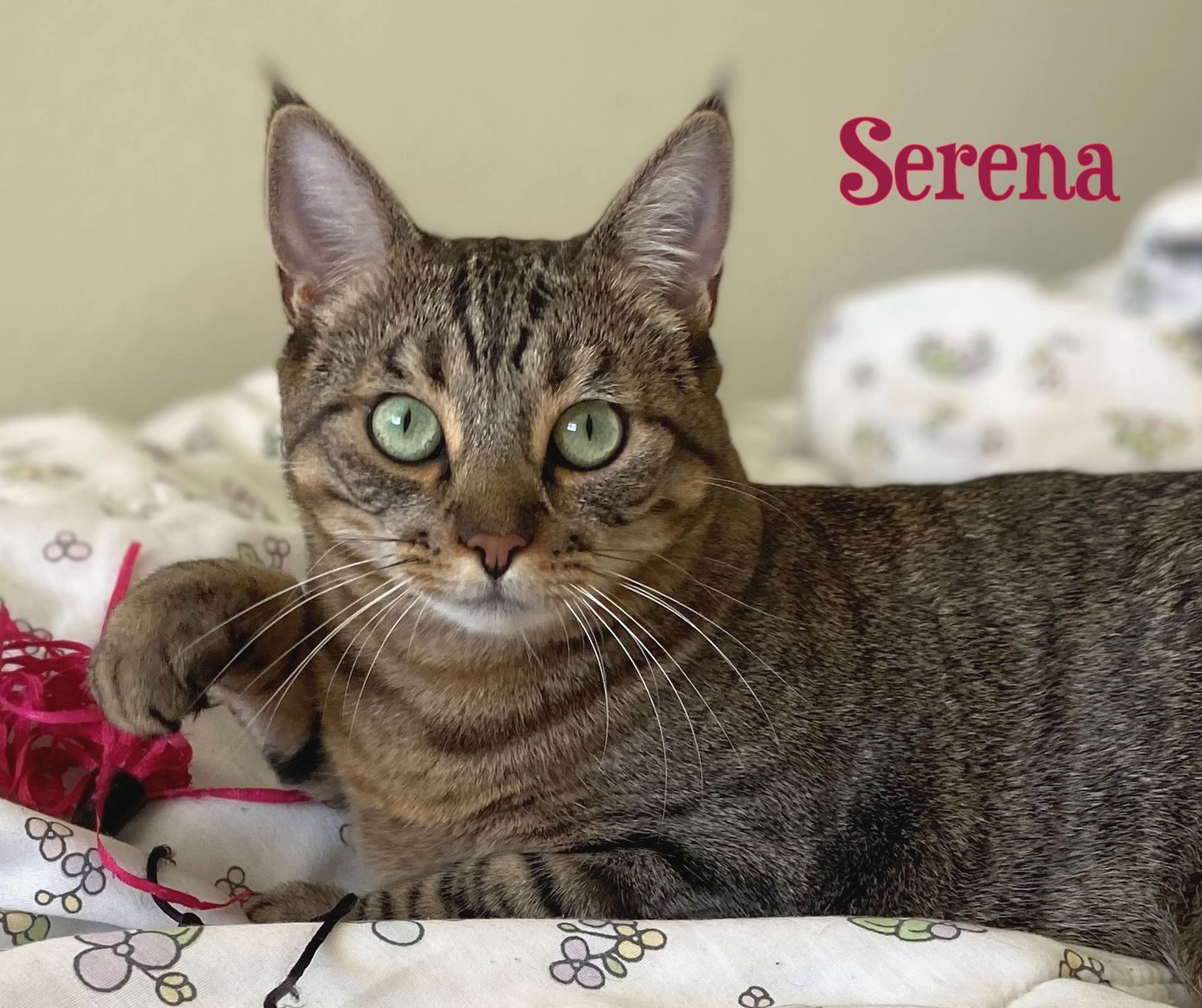 Enlarge Serena, a Adoptable mixed breed in Sherman Oaks, CA image 5/6