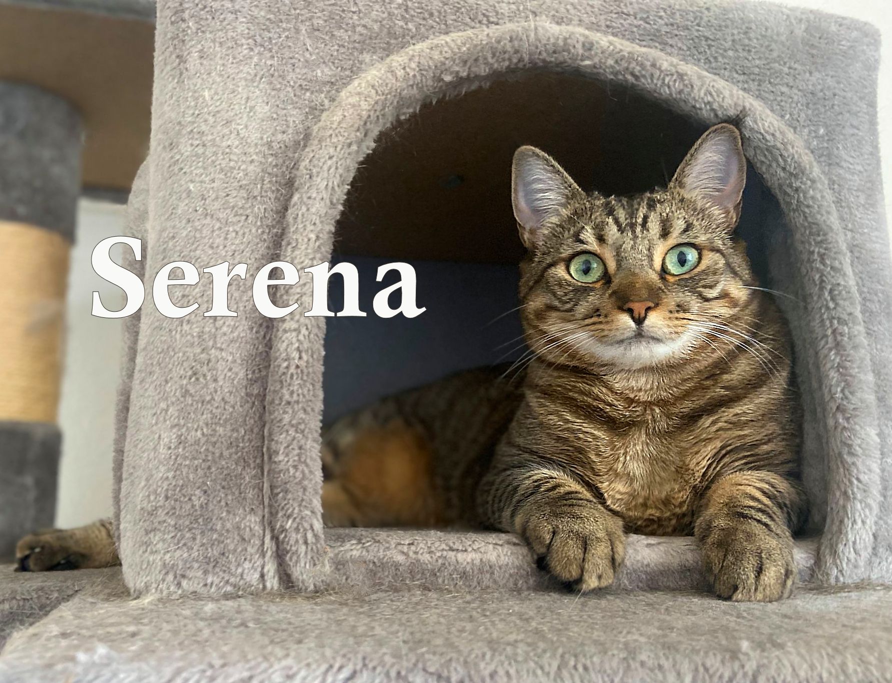 Enlarge Serena, a Adoptable mixed breed in Sherman Oaks, CA image 1/6
