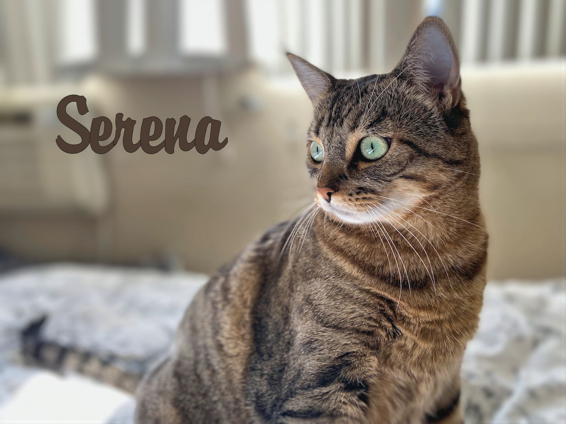 Enlarge Serena, a Adoptable mixed breed in Sherman Oaks, CA image 2/6