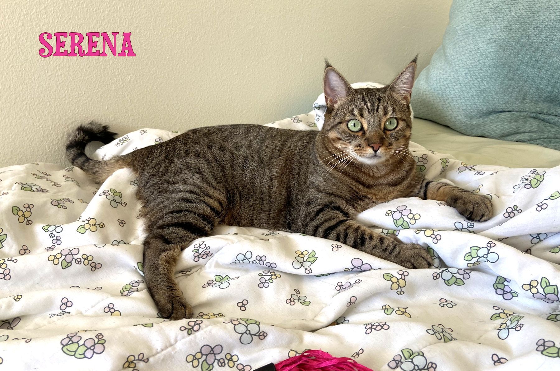 Serena photo 3