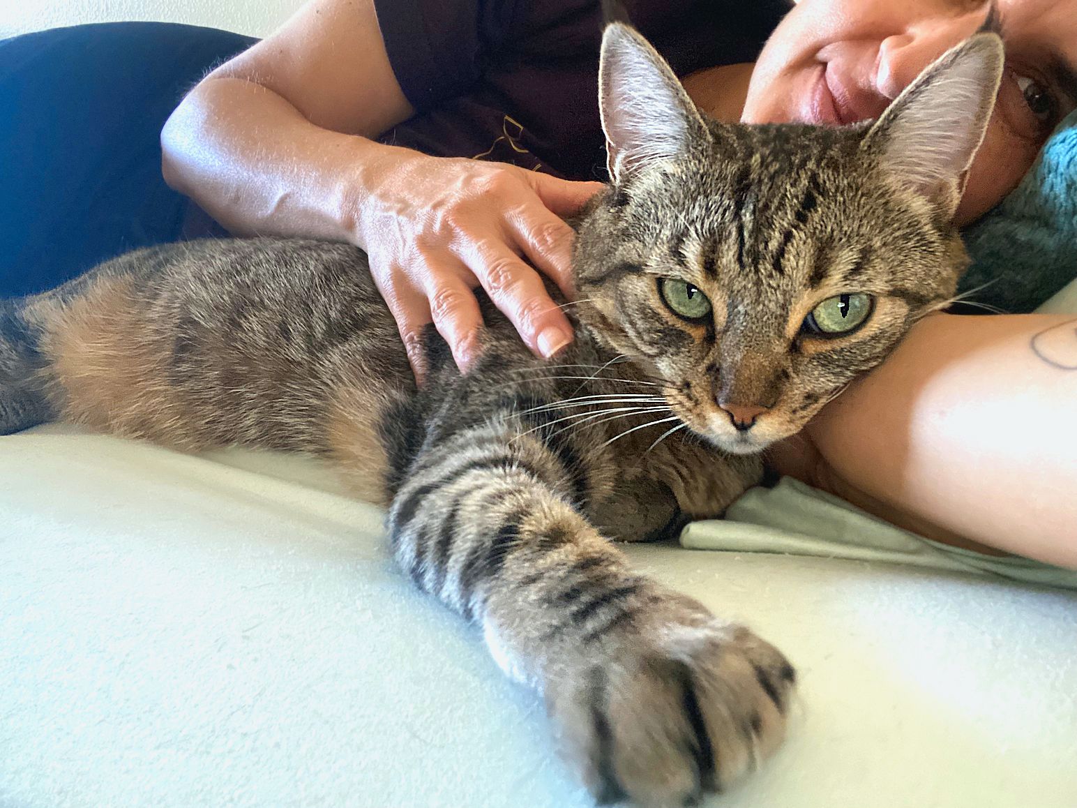 Enlarge Serena, a Adoptable mixed breed in Sherman Oaks, CA image 4/6