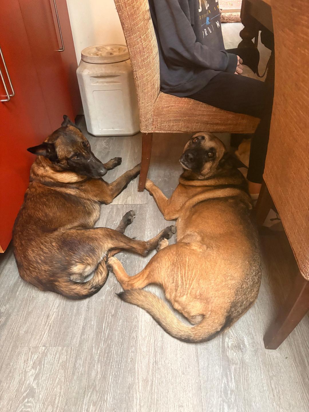 Alan, Adopted, Adult Male Belgian Shepherd / Malinois.