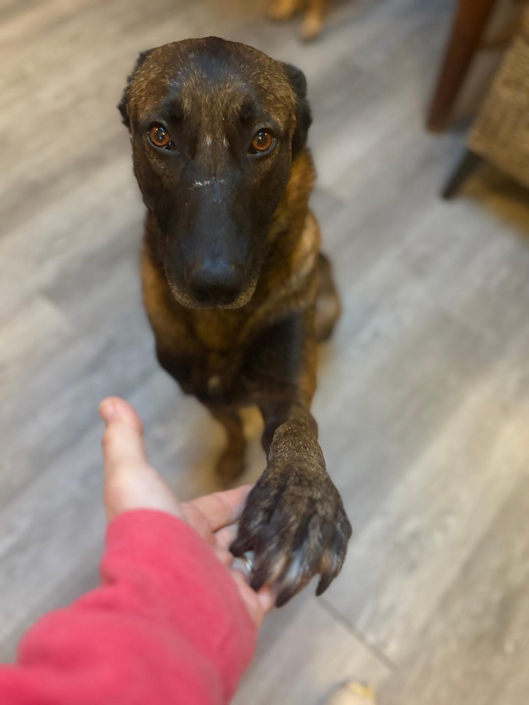 Enlarge Alan, a Adopted Belgian Shepherd / Malinois in Vancouver, WA image 2/6