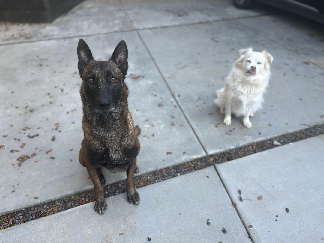Enlarge Alan, a Adopted Belgian Shepherd / Malinois in Vancouver, WA image 3/6