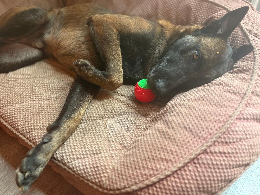 Enlarge Alan, a Adopted Belgian Shepherd / Malinois in Vancouver, WA image 5/6