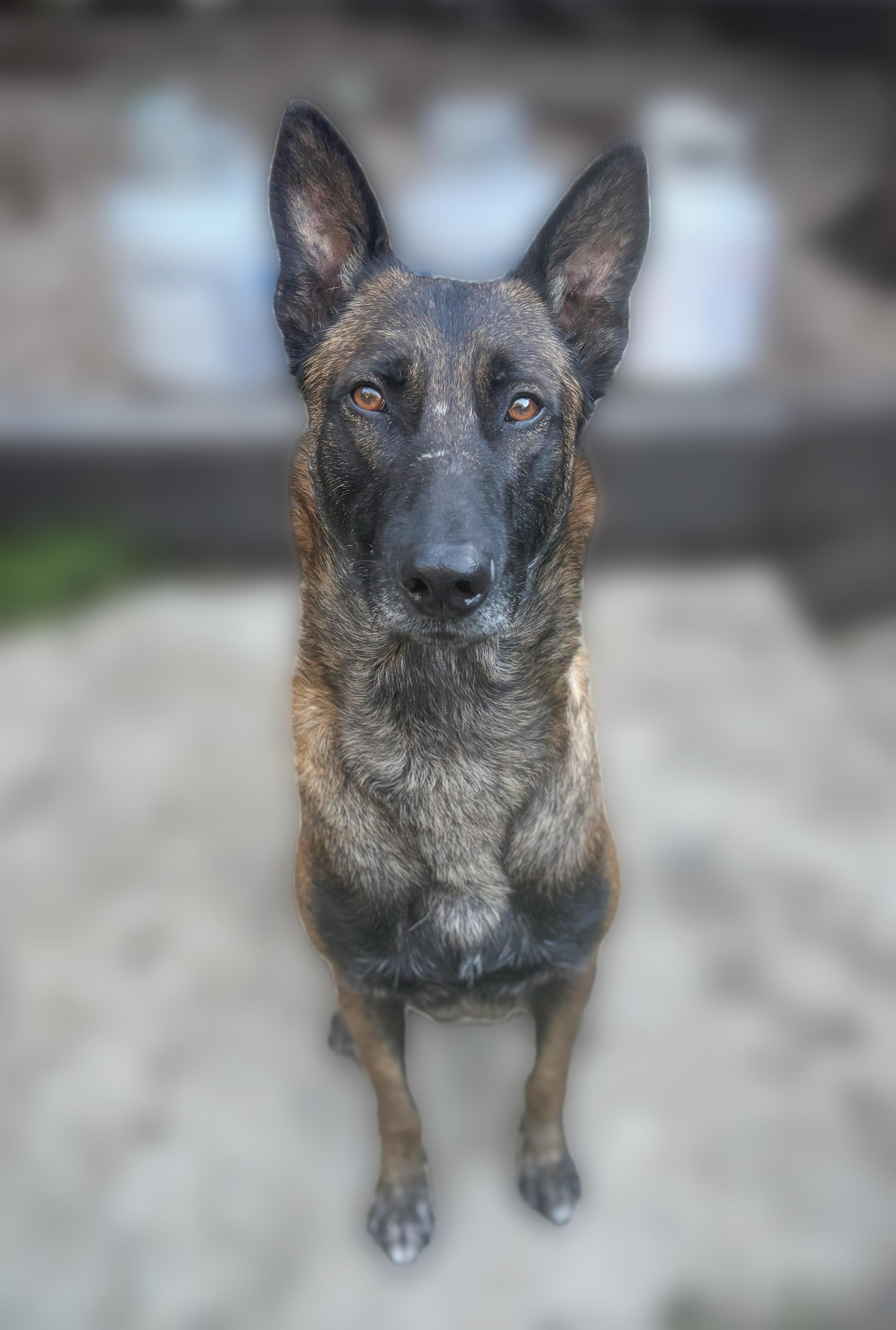 Enlarge Alan, a Adopted Belgian Shepherd / Malinois in Vancouver, WA image 6/6