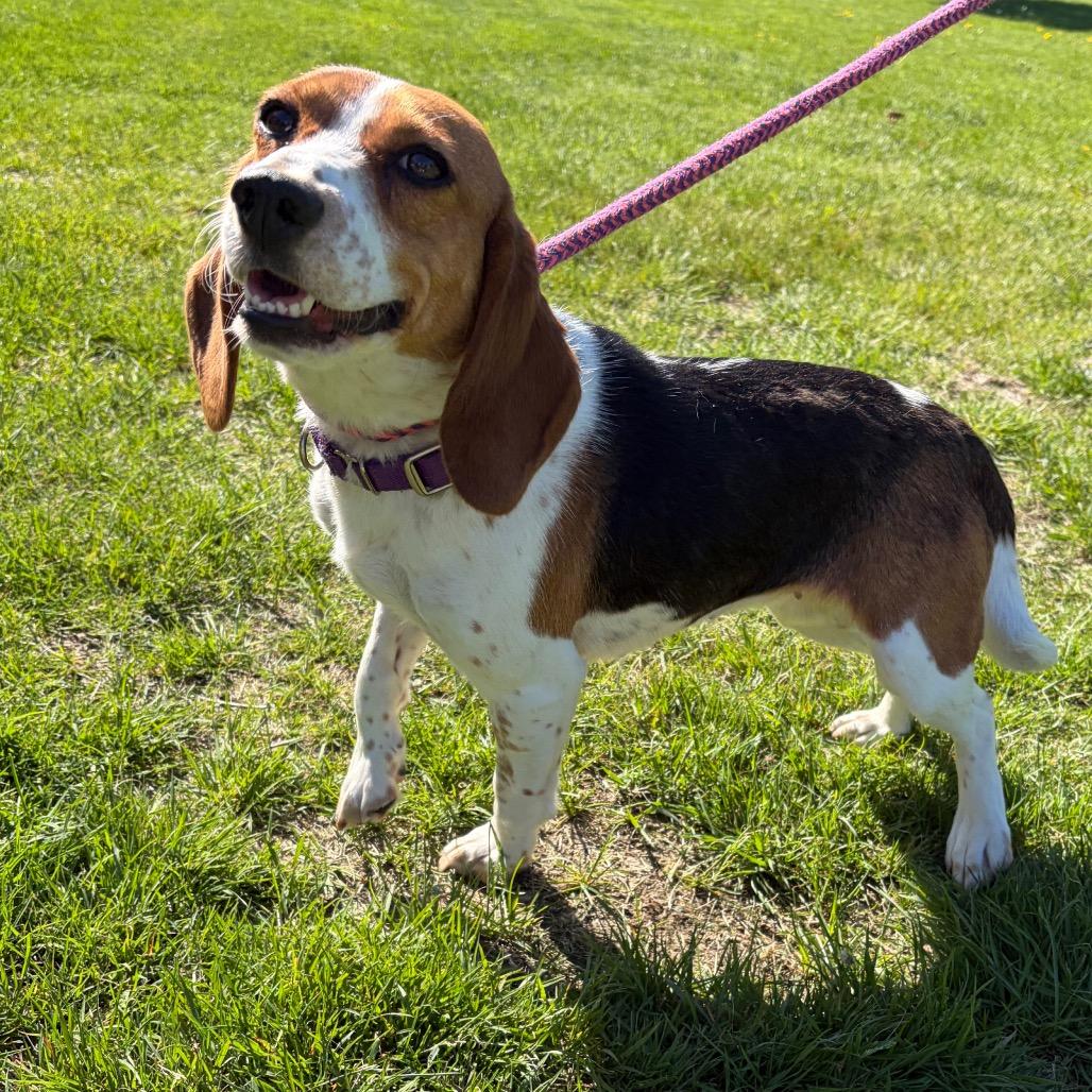 May, Adoptable, Adult Female Beagle.