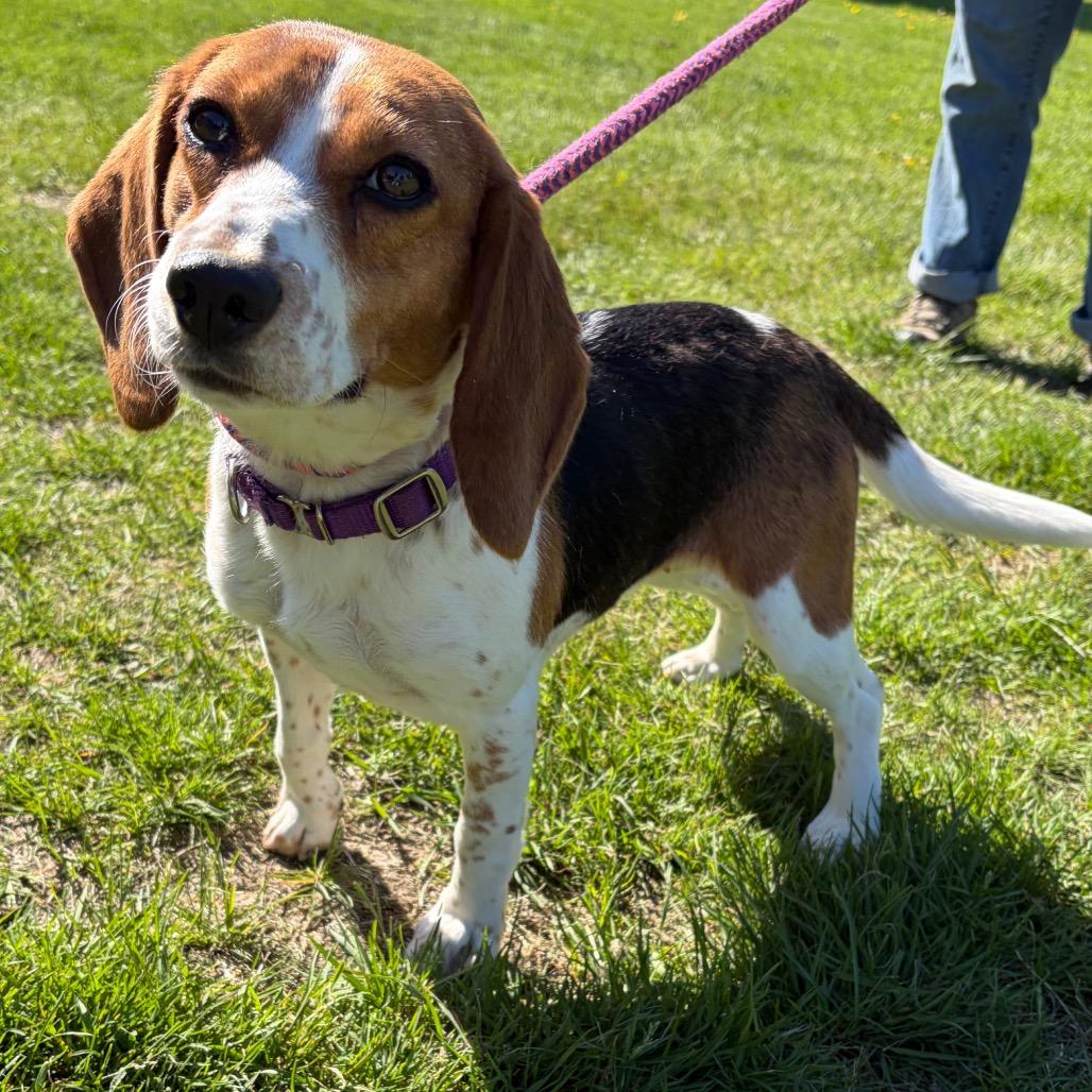 May, a Adoptable Beagle in Morrisville, VT image 2/4