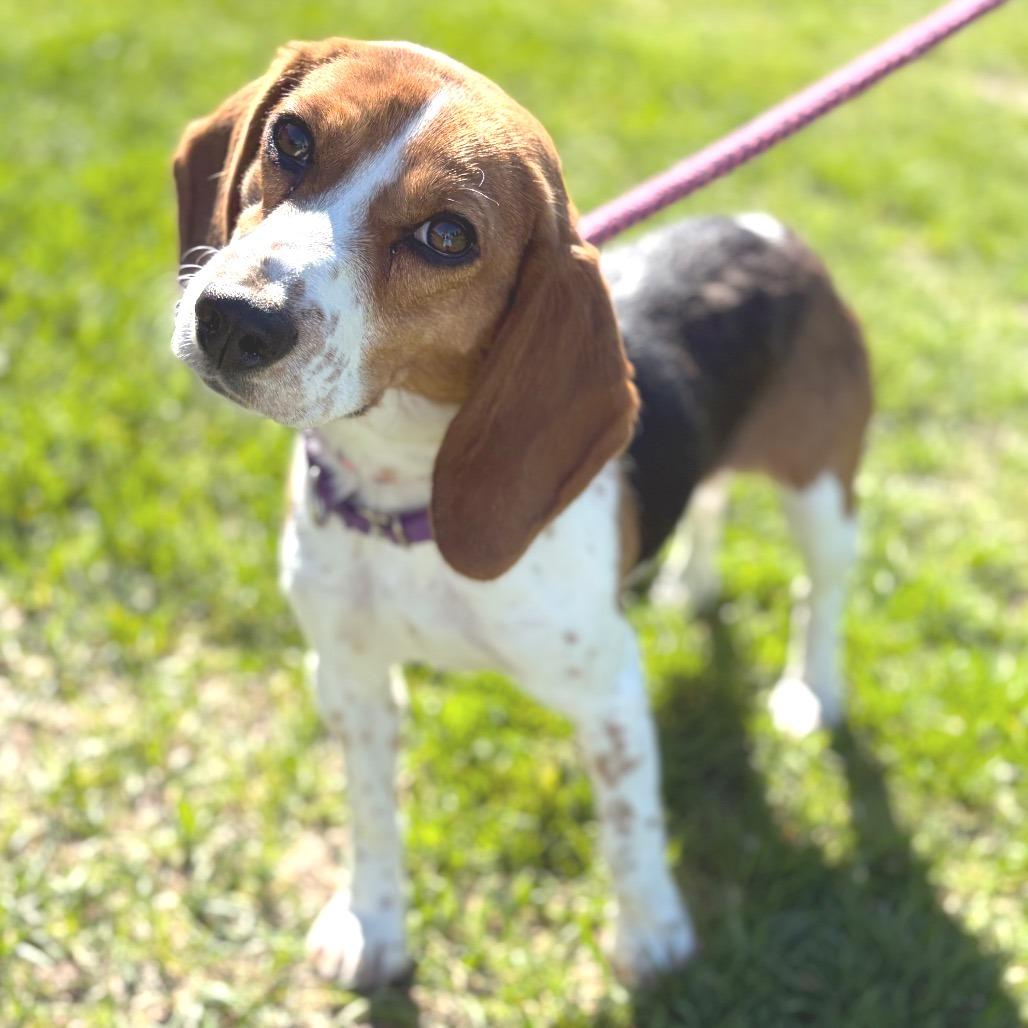 May, a Adoptable Beagle in Morrisville, VT image 3/4