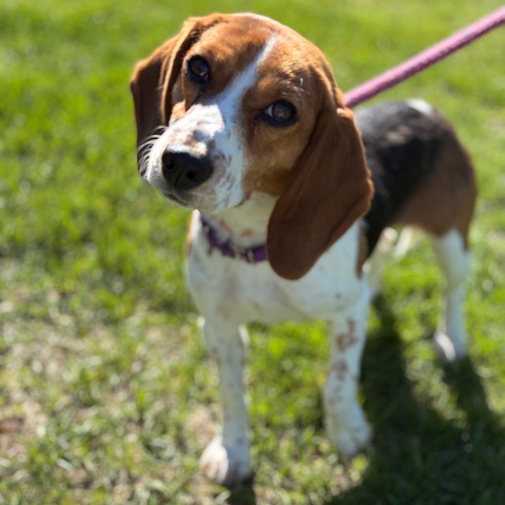 May, a Adoptable Beagle in Morrisville, VT image 4/4
