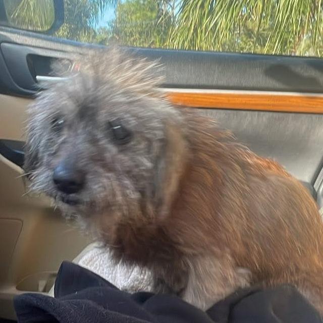 Didi, Adoptable, Senior Female Mixed Breed.