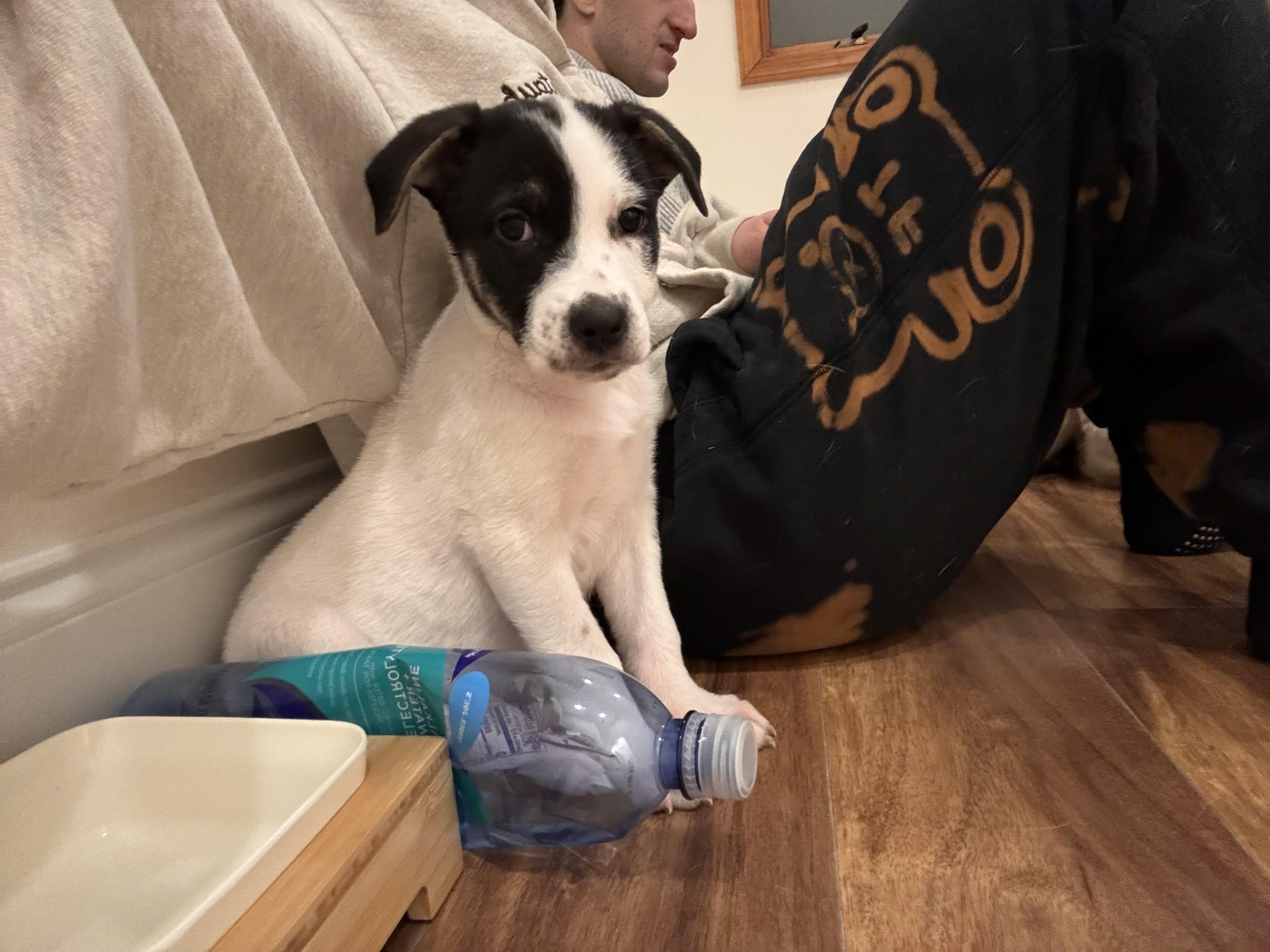 Pepper , a ADOPTABLE mixed breed in South Amboy, NJ image 1/5