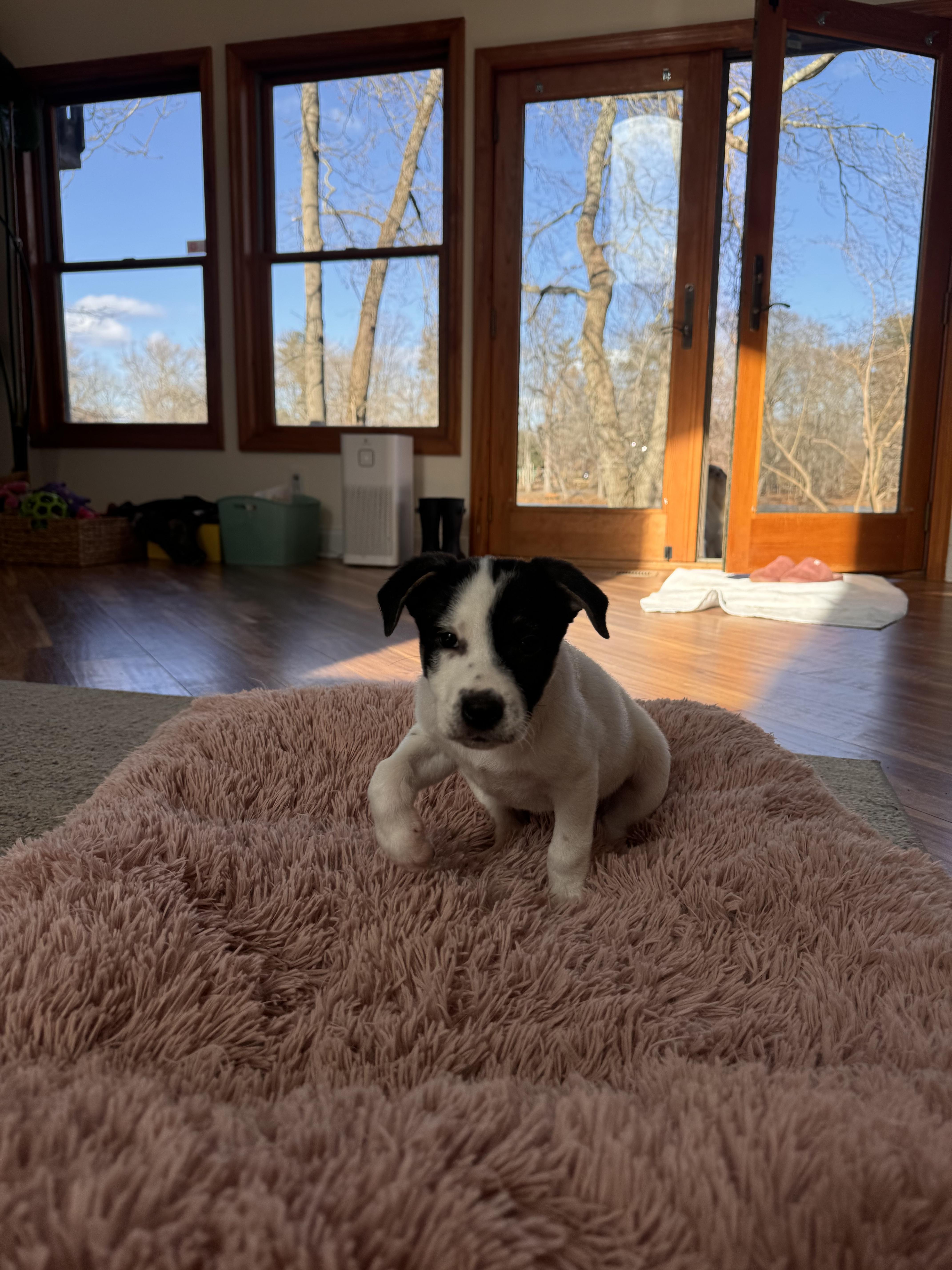 Pepper , a ADOPTABLE mixed breed in South Amboy, NJ image 2/5