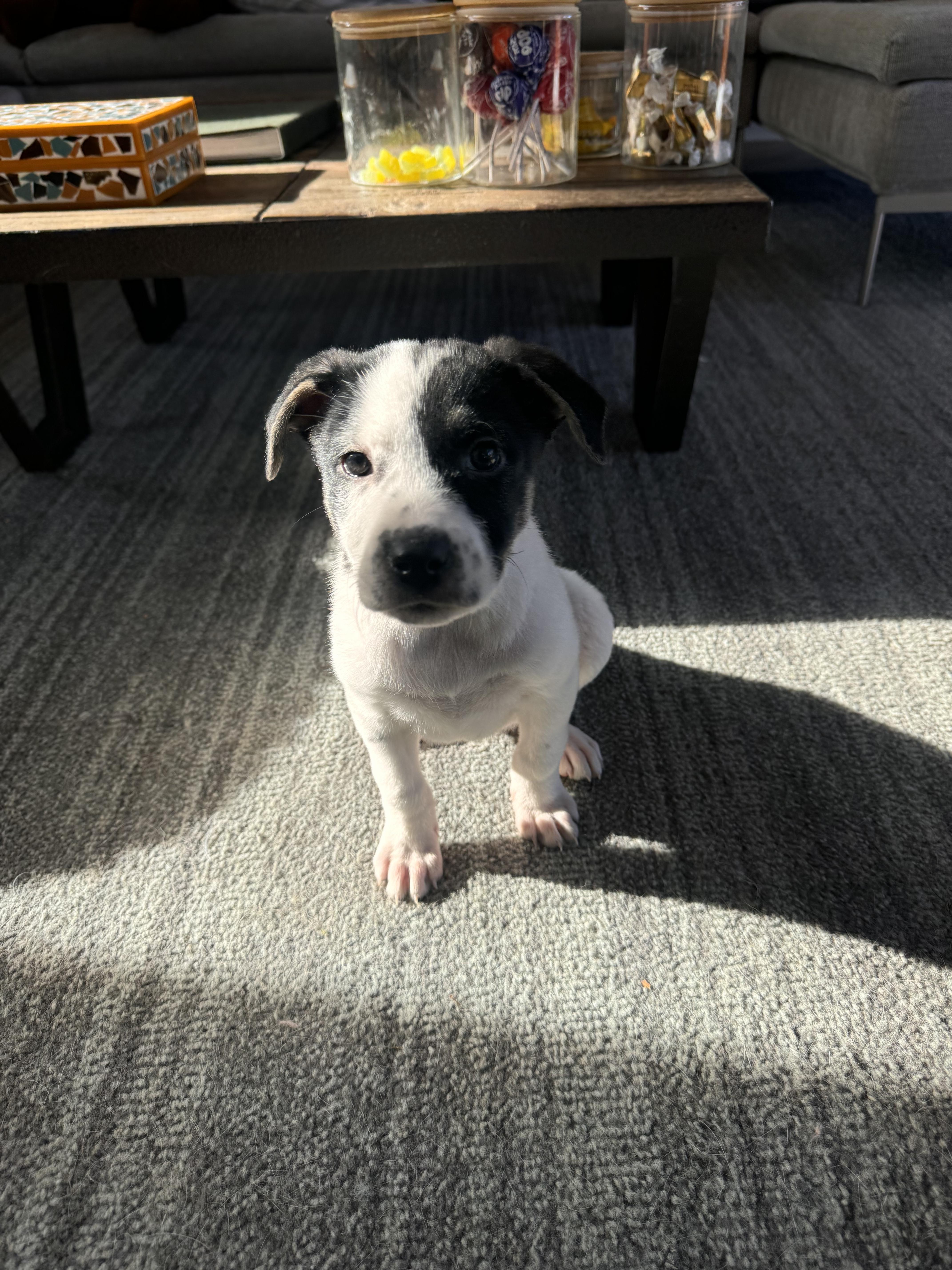 Pepper , a ADOPTABLE mixed breed in South Amboy, NJ image 3/5