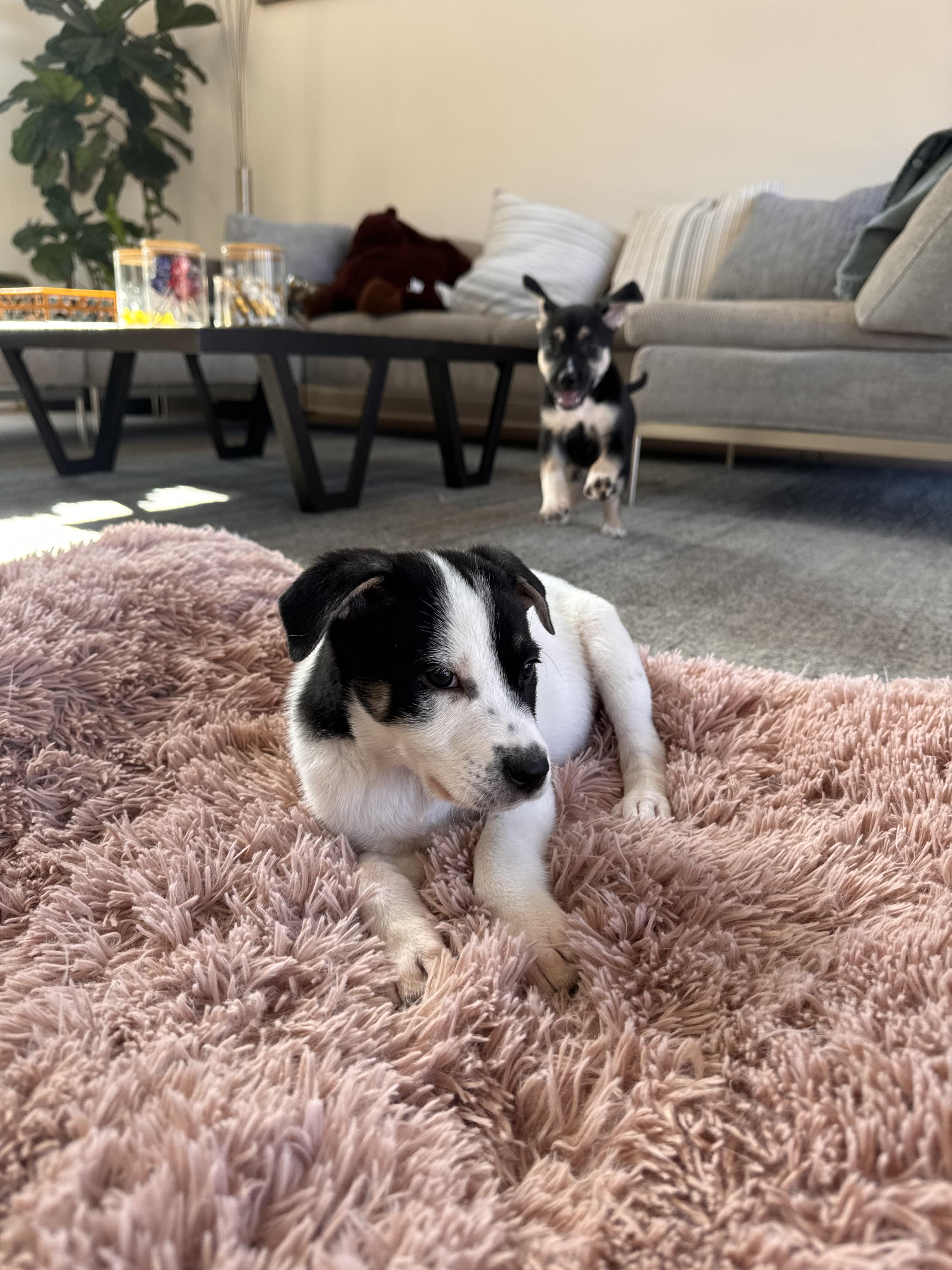 Pepper , a ADOPTABLE mixed breed in South Amboy, NJ image 4/5