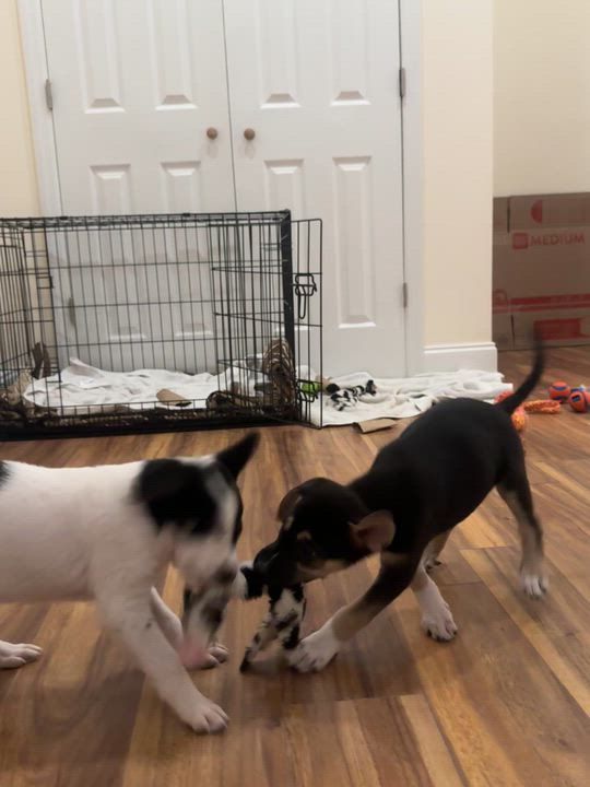 Enlarge Pepper , a ADOPTABLE mixed breed in South Amboy, NJ video 5/5