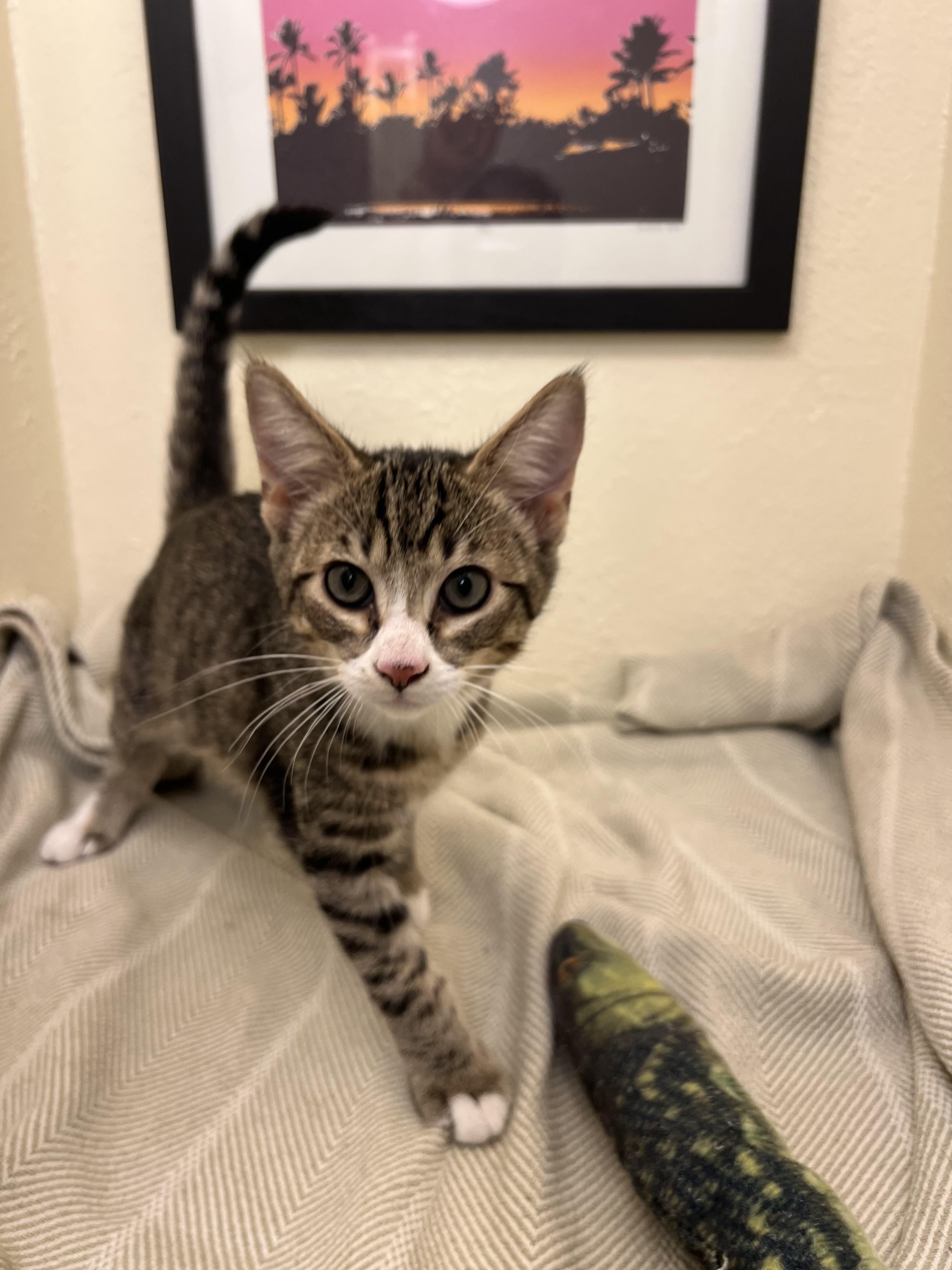 Frodo, the boy that melts in your hands (don't forget his siblings Fiona, Lily, Mr. Fox & Rocket), adopted, Kitten Male American Shorthair.