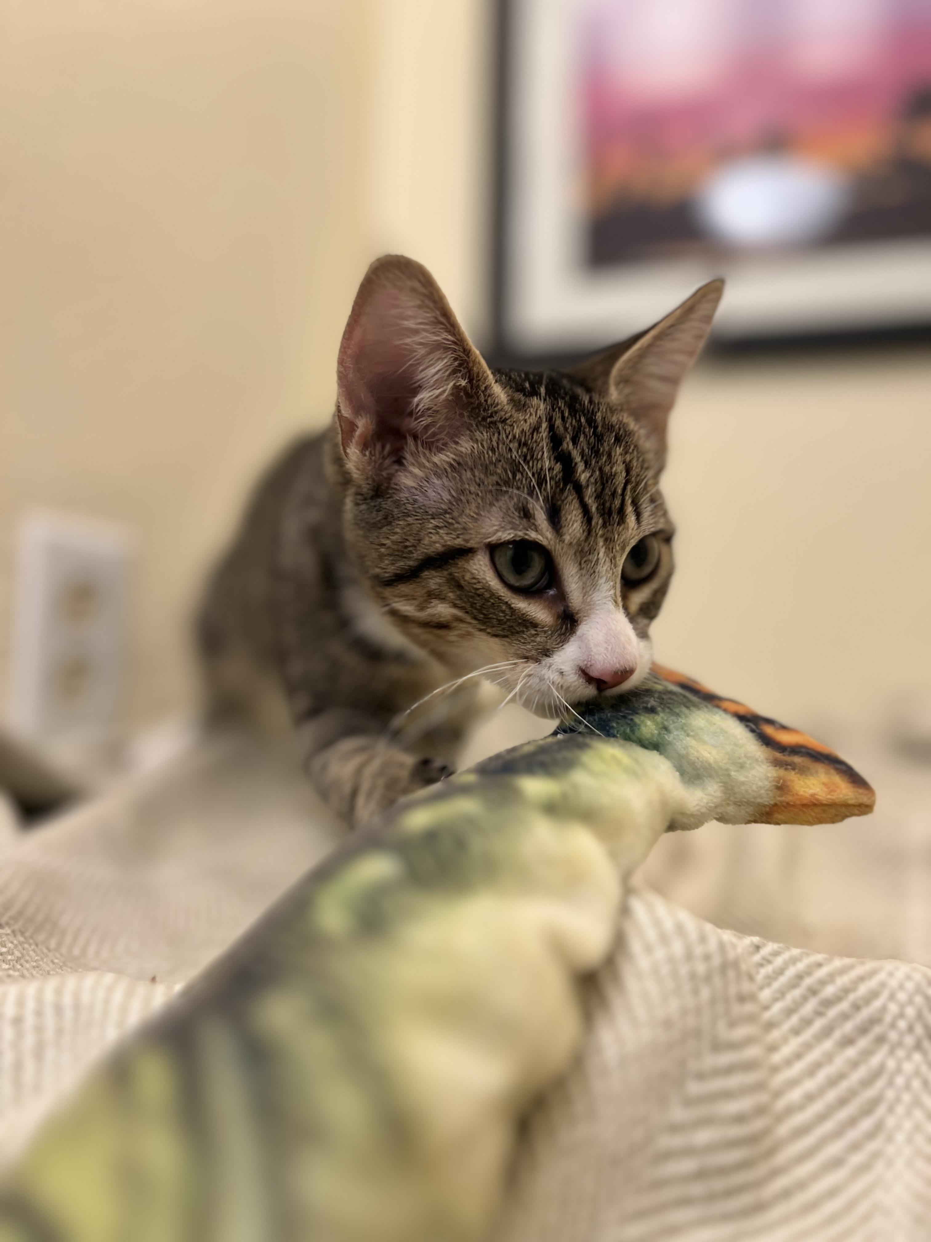 Frodo, the boy that melts in your hands (don't forget his siblings Fiona, Lily, Mr. Fox & Rocket), an adopted American Shorthair in The Dalles, OR image 2/3