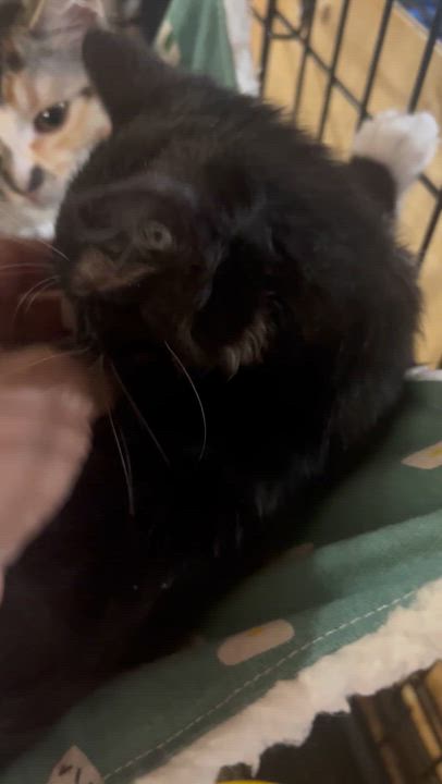 Enlarge Frodo, the boy that melts in your hands (don't forget his siblings Fiona, Lily, Mr. Fox & Rocket), an adopted American Shorthair in The Dalles, OR video 3/3