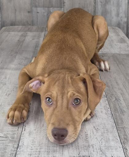 Alma, Adoptable, Adult Female Mixed Breed & Mixed Breed.