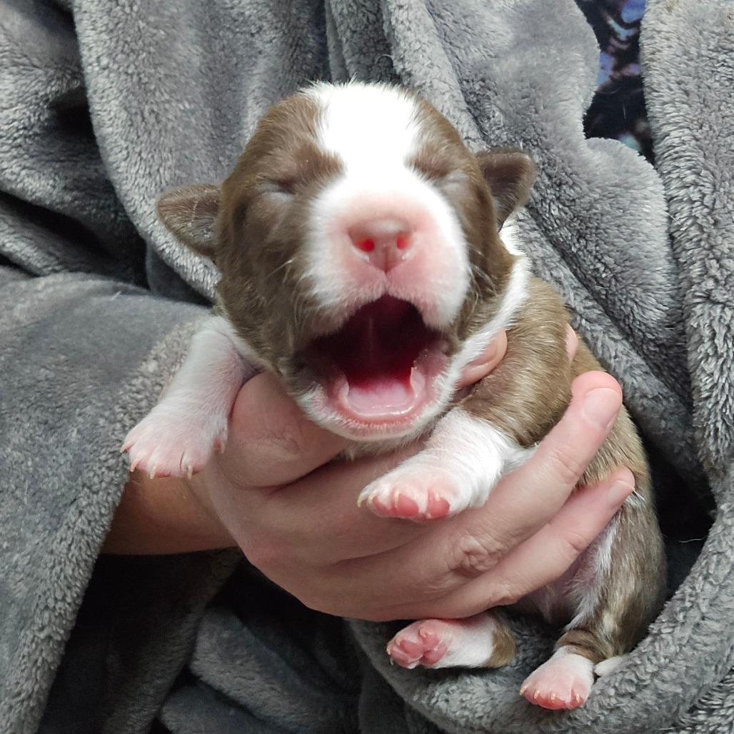 Enlarge CT Ditalini avail Dec 27, a Adoptable mixed breed in Stormville, NY image 1/6