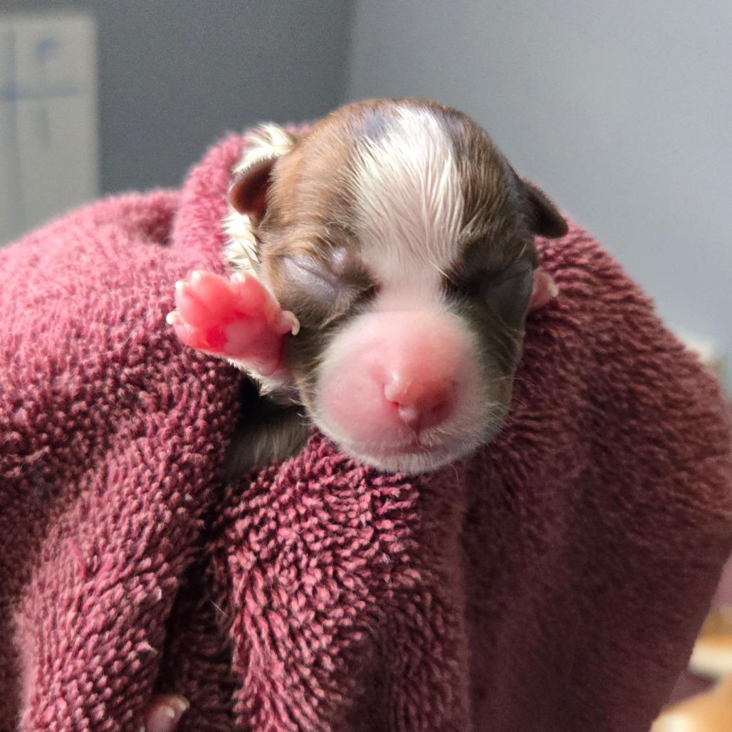 Enlarge CT Ditalini avail Dec 27, a Adoptable mixed breed in Stormville, NY image 2/6