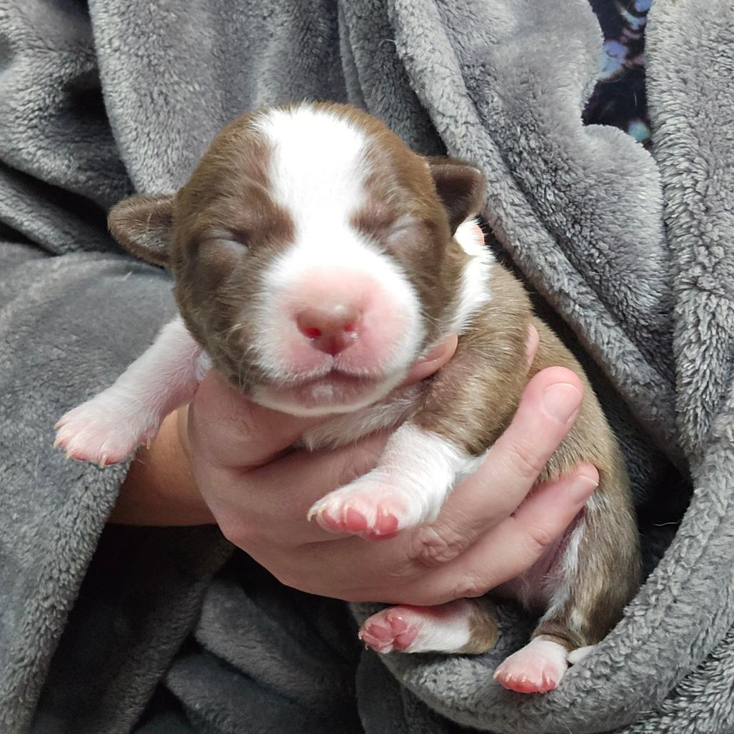 Enlarge CT Ditalini avail Dec 27, a Adoptable mixed breed in Stormville, NY image 3/6