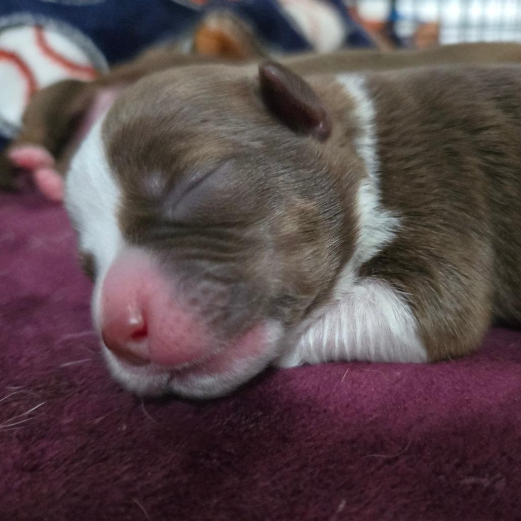 Enlarge CT Ditalini avail Dec 27, a Adoptable mixed breed in Stormville, NY image 4/6