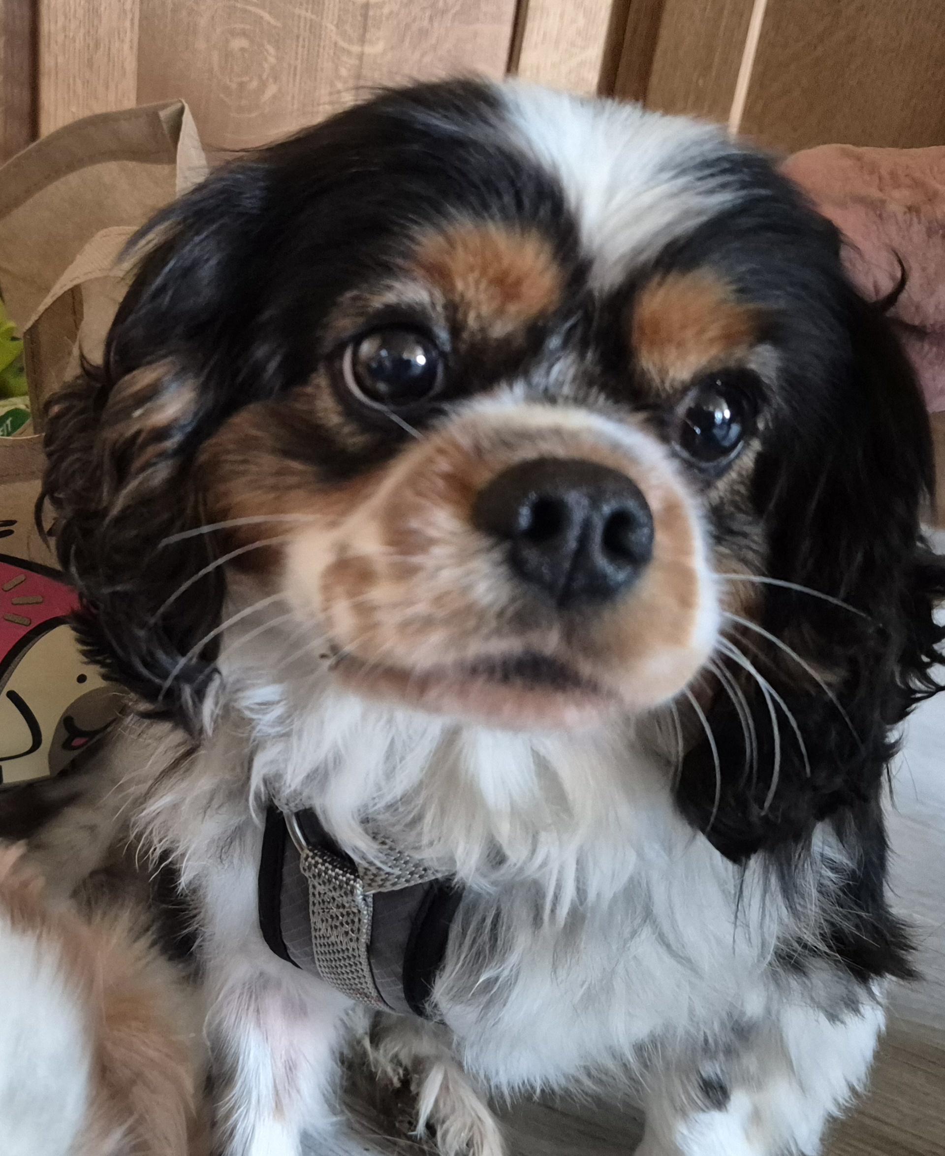 Enlarge Jake, an adopted Cavalier King Charles Spaniel in Sardinia, OH image 4/4