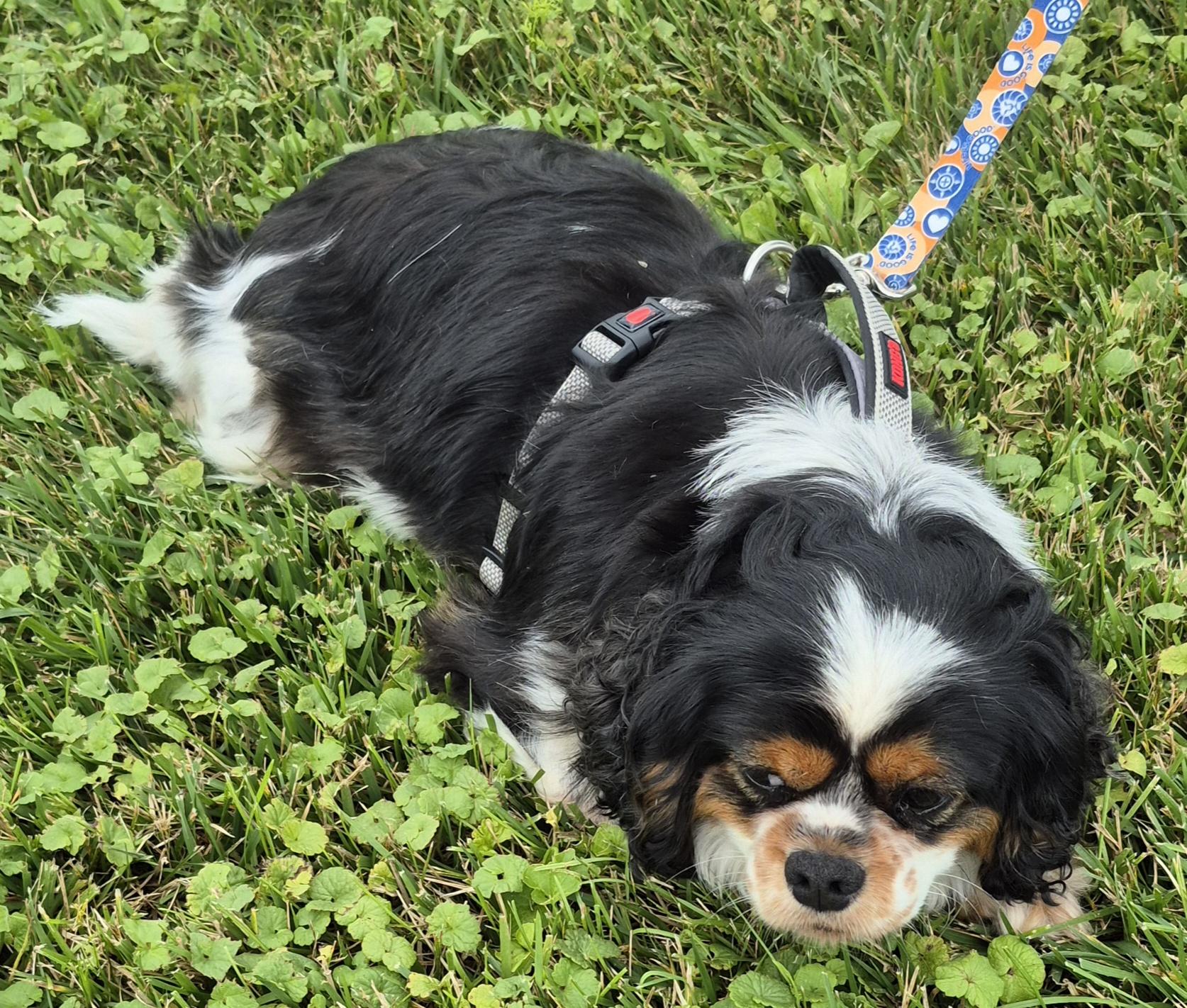 Jake, adopted, Adult Male Cavalier King Charles Spaniel.