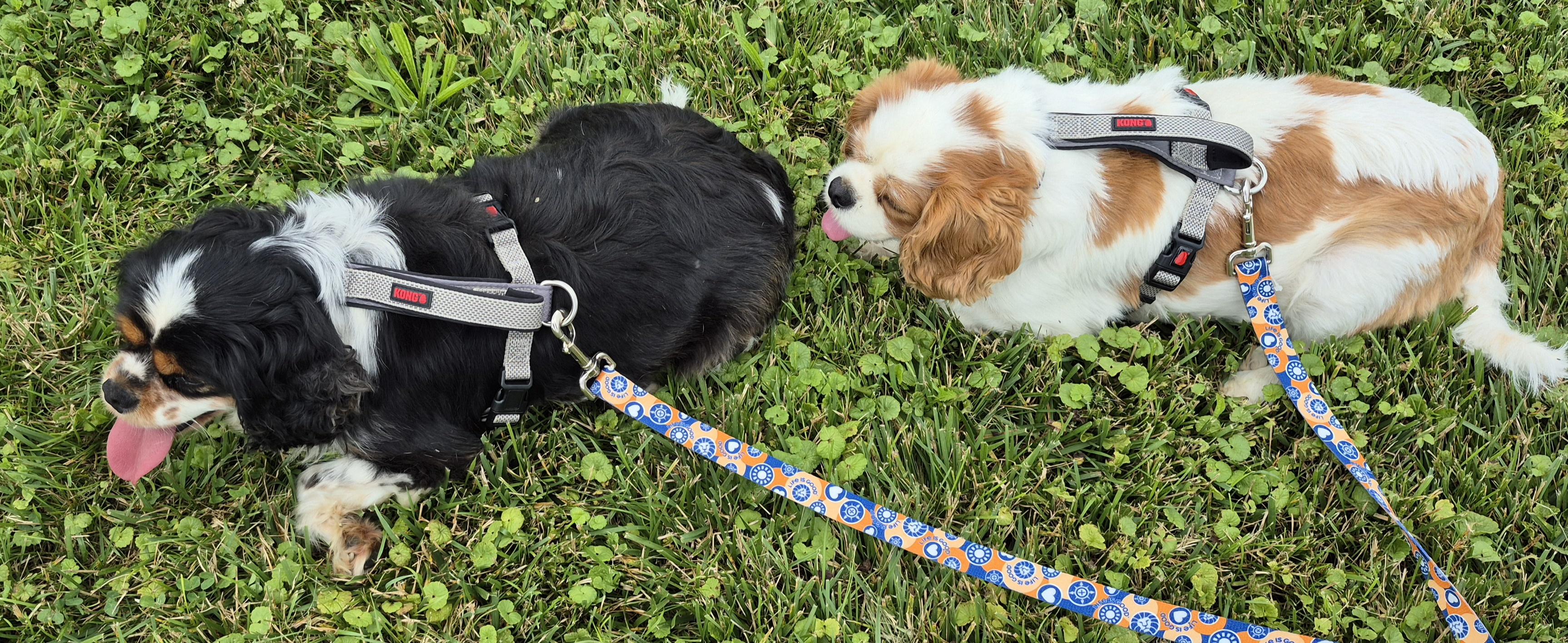 Enlarge Jake, an adopted Cavalier King Charles Spaniel in Sardinia, OH image 3/4