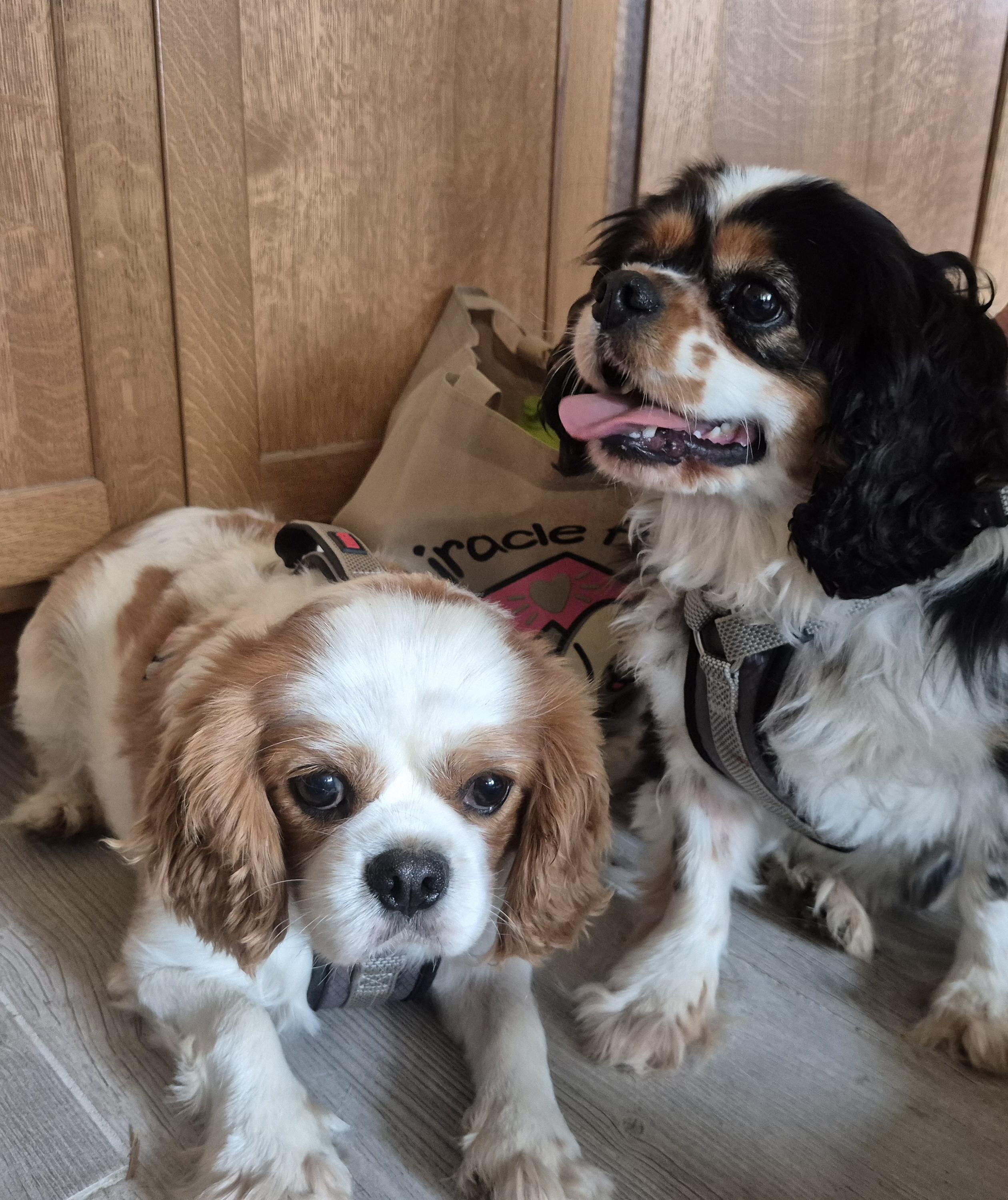Enlarge Jake, an adopted Cavalier King Charles Spaniel in Sardinia, OH image 2/4