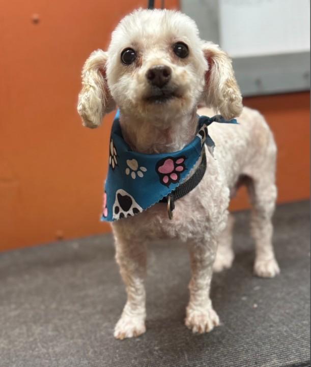 Enlarge Betsy, a Adopted Miniature Poodle in Lexington, KY image 1/3