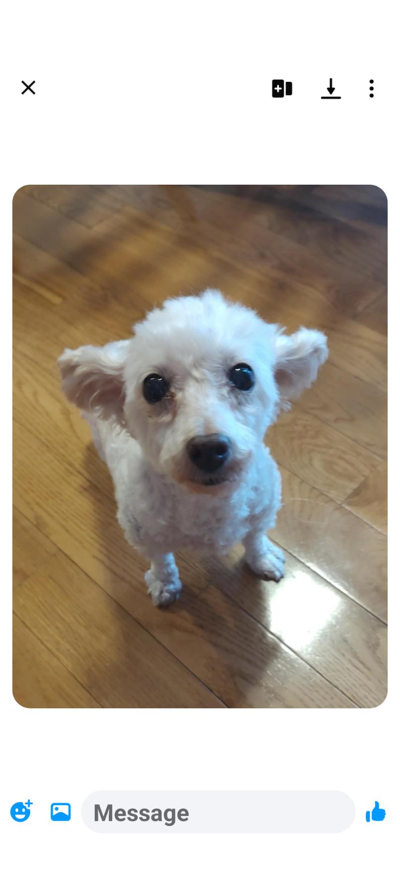 Enlarge Betsy, a Adopted Miniature Poodle in Lexington, KY image 3/3