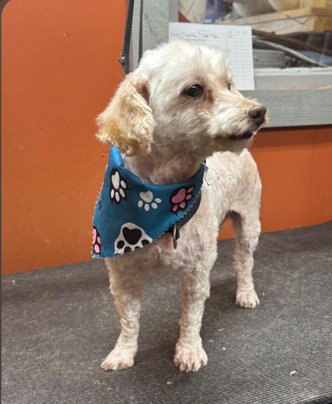 Enlarge Betsy, a Adopted Miniature Poodle in Lexington, KY image 2/3