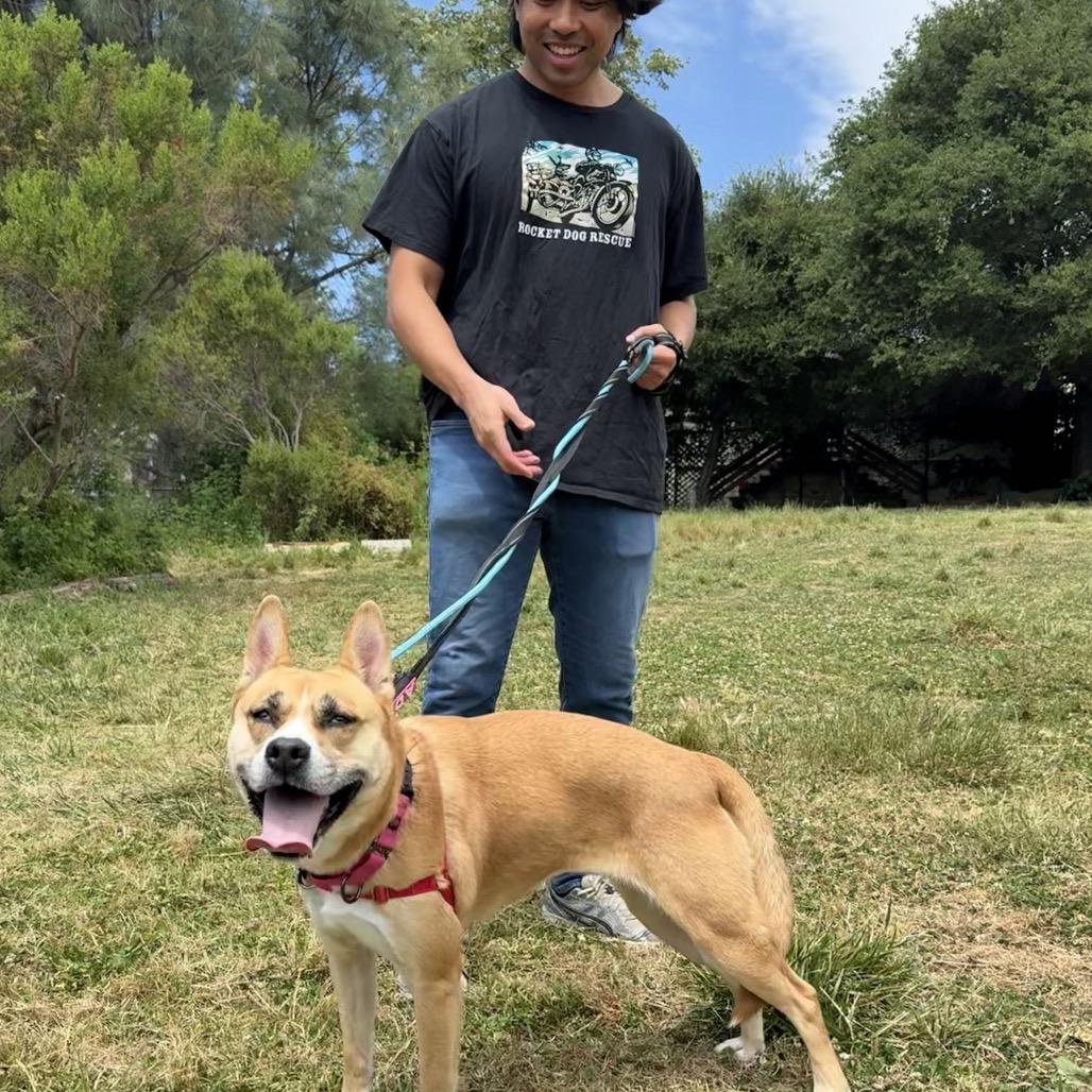 Latto, Adoptable, Adult Female Mixed Breed.