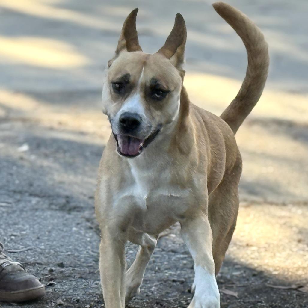 Latto, Adoptable, Young Female Mixed Breed.
