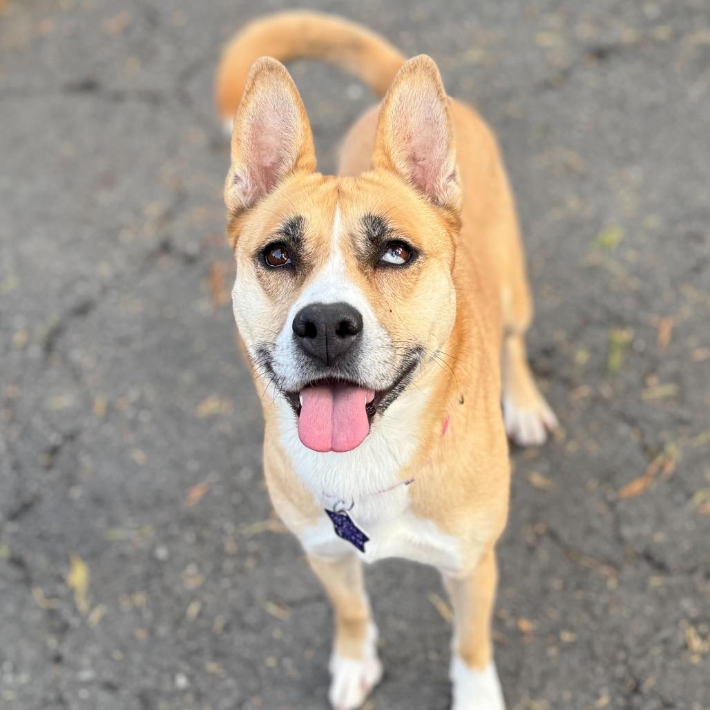 Enlarge Latto, a Adoptable Mixed Breed in San Francisco, CA image 2/5