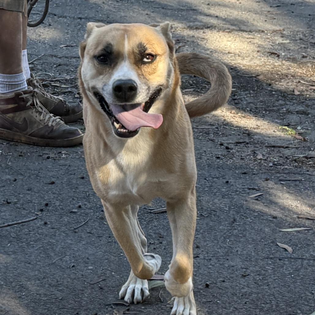 Enlarge Latto, a Adoptable Mixed Breed in San Francisco, CA image 2/6