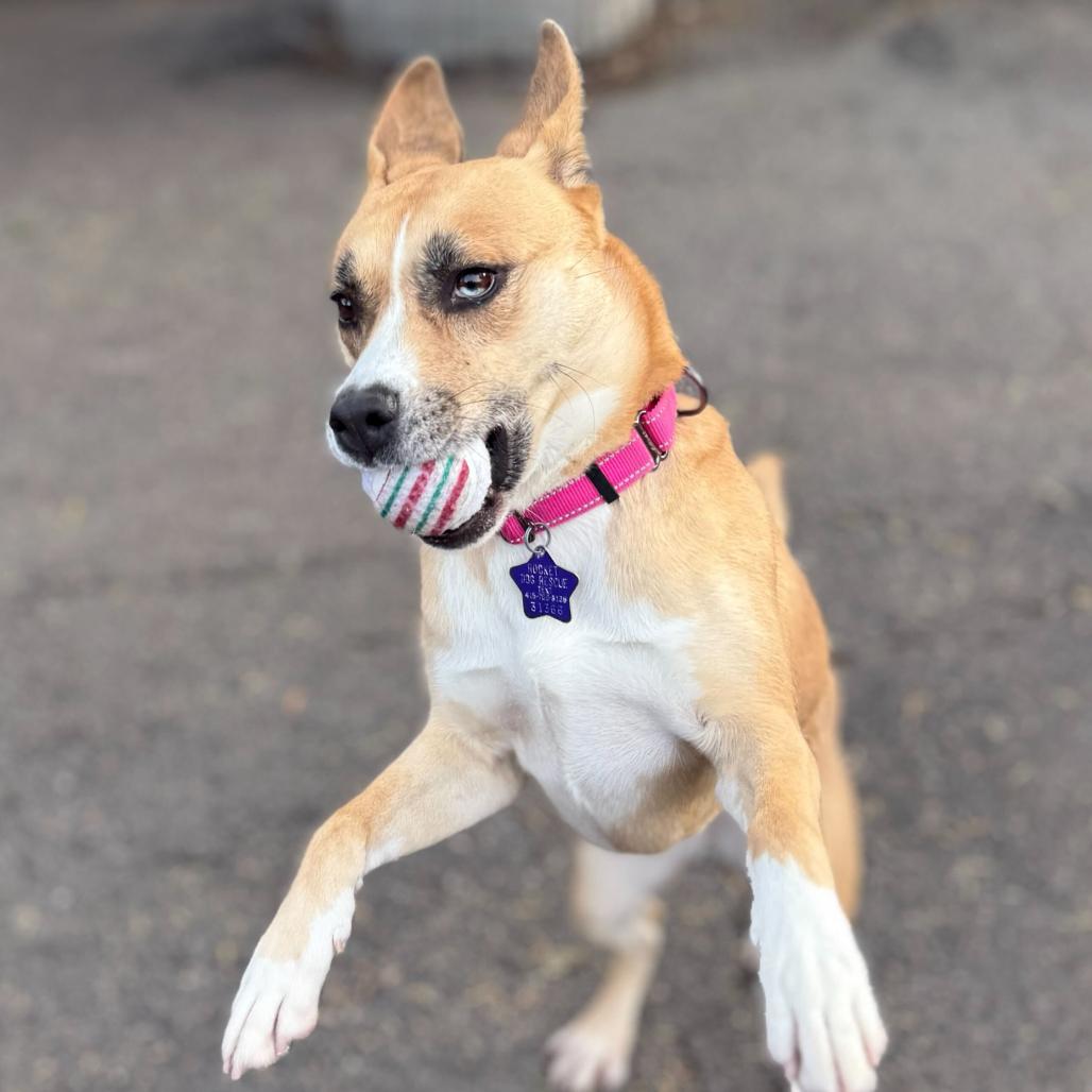 Enlarge Latto, a Adoptable Mixed Breed in San Francisco, CA image 3/6