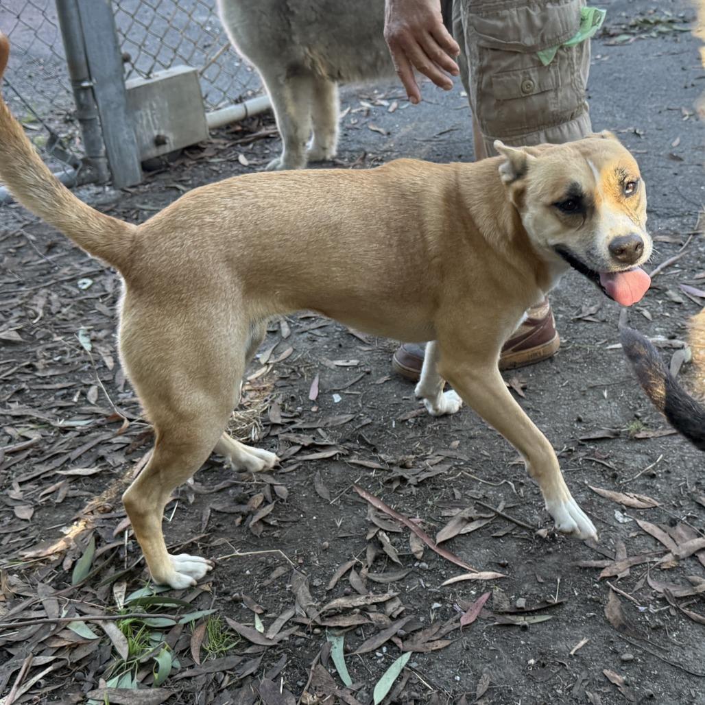 Enlarge Latto, a Adoptable Mixed Breed in San Francisco, CA image 4/6
