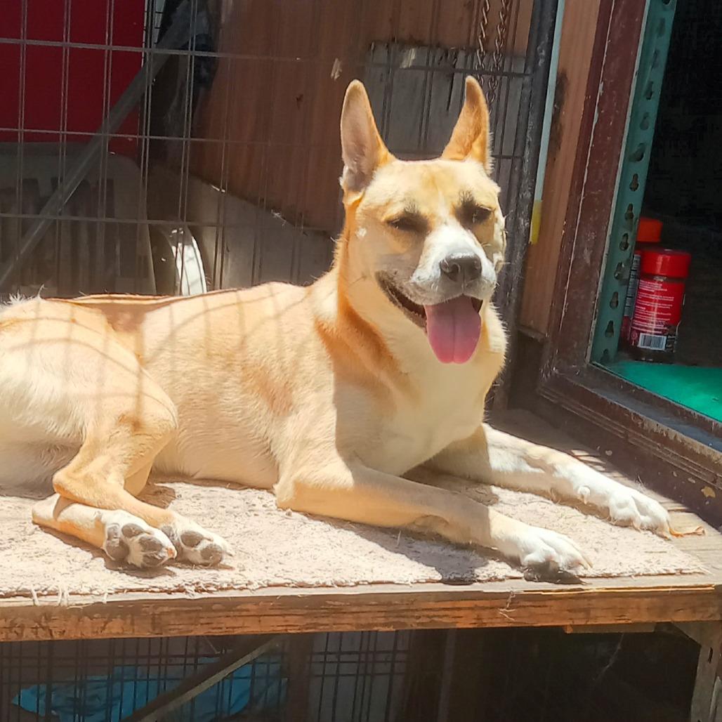 Enlarge Latto, a Adoptable Mixed Breed in San Francisco, CA image 5/6
