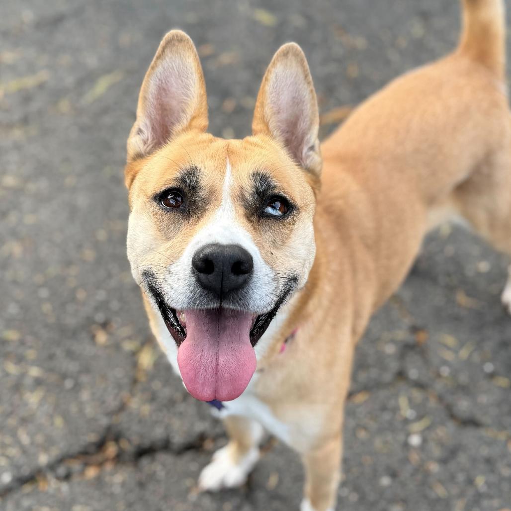 Enlarge Latto, a Adoptable Mixed Breed in San Francisco, CA image 6/6