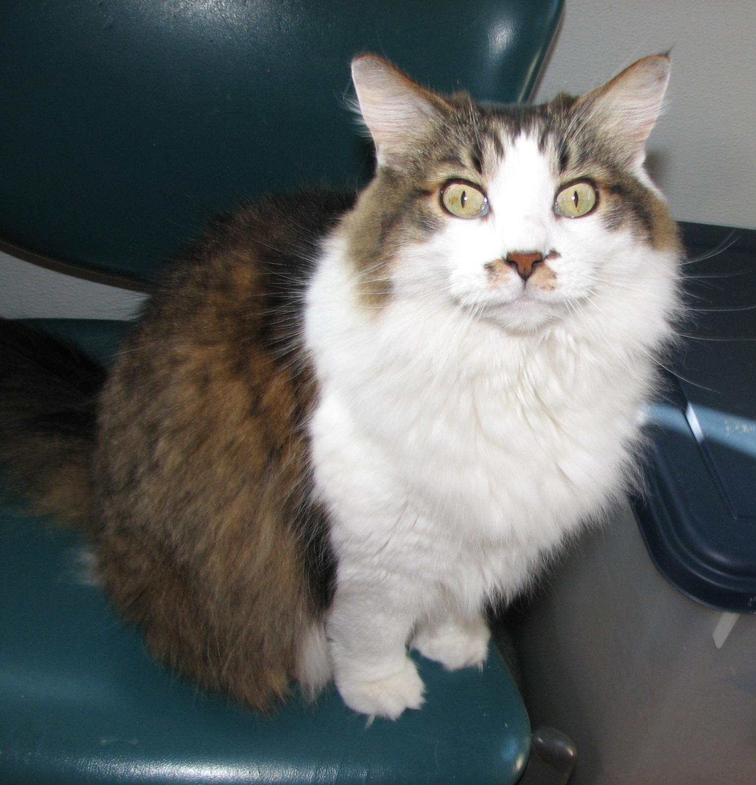 Enlarge 5439 Wendy, a ADOPTABLE Domestic Long Hair in Lawrenceburg, KY image 3/6
