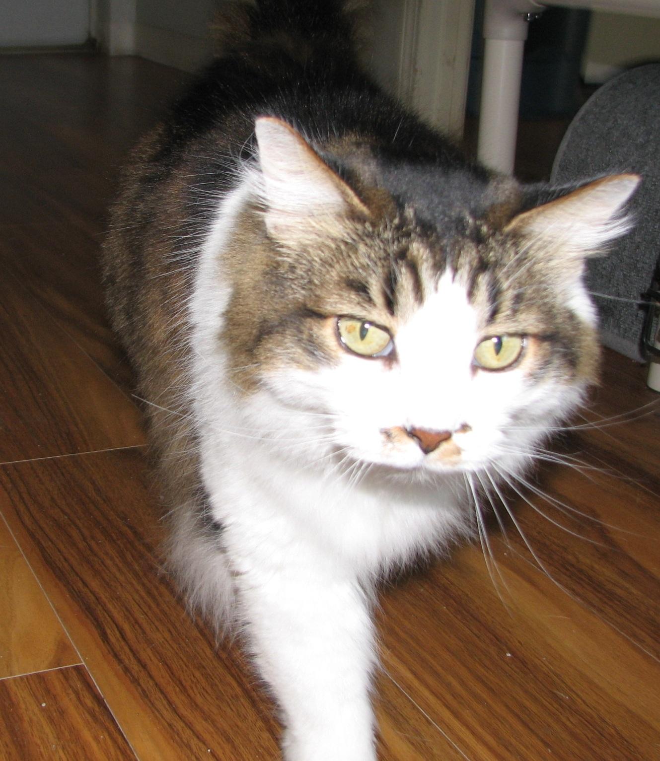 Enlarge 5439 Wendy, a ADOPTABLE Domestic Long Hair in Lawrenceburg, KY image 5/6